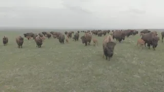 Znovuzrozená divočina Skalnatých hor: Od Yellowstonu k Yukonu (1/4)