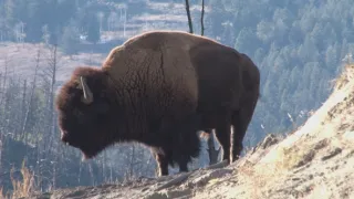 Znovuzrozená divočina Skalnatých hor: Od Yellowstonu k Yukonu (1/4)