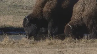 Znovuzrozená divočina Skalnatých hor: Od Yellowstonu k Yukonu (1/4)