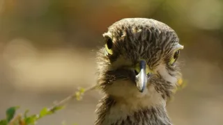 Zázračná planeta: Serengeti III (4/6)