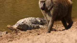 Zázračná planeta: Serengeti III (4/6)