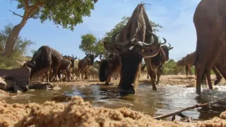 Zázračná planeta: Serengeti III (4/6)