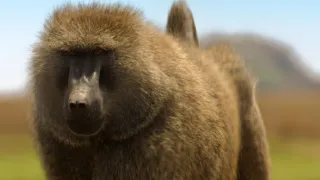 Zázračná planeta: Serengeti III (4/6)