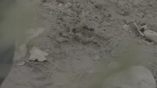 Znovuzrozená divočina Skalnatých hor: Od Yellowstonu k Yukonu (2/4)