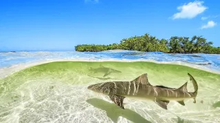 Dokonalá planéta (4/5)