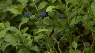 Na cestě po České Kanadě