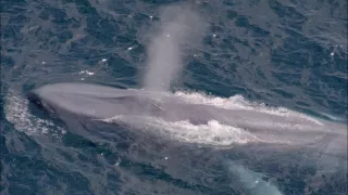 Do sveta so Celine Cousteau (1/2)