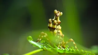 Divoká tvár Thajska (2/2)