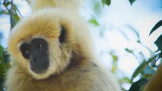 Divoká tvár Thajska (2/2)