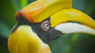 Divoká tvár Thajska (2/2)