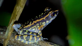 Divoká tvár Thajska (2/2)