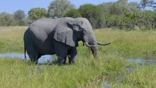 Africký vodní svět (4)