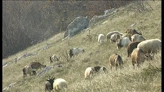 Chorvatské národní parky