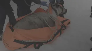 Znovuzrozená divočina Skalnatých hor: Od Yellowstonu k Yukonu (3/4)