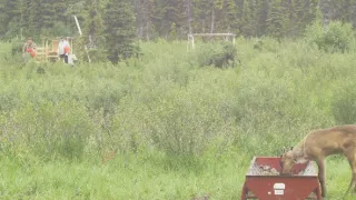 Znovuzrozená divočina Skalnatých hor: Od Yellowstonu k Yukonu (3/4)