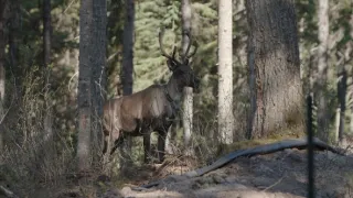 Znovuzrozená divočina Skalnatých hor: Od Yellowstonu k Yukonu (3/4)