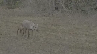 Znovuzrozená divočina Skalnatých hor: Od Yellowstonu k Yukonu (3/4)
