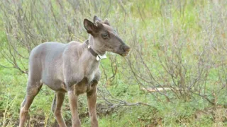 Znovuzrozená divočina Skalnatých hor: Od Yellowstonu k Yukonu (3/4)
