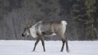 Znovuzrozená divočina Skalnatých hor: Od Yellowstonu k Yukonu (3/4)
