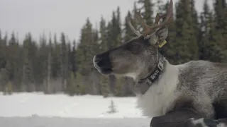Znovuzrozená divočina Skalnatých hor: Od Yellowstonu k Yukonu (3/4)