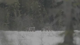 Znovuzrozená divočina Skalnatých hor: Od Yellowstonu k Yukonu (3/4)