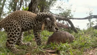 Zázračná planeta: Serengeti III (6/6)