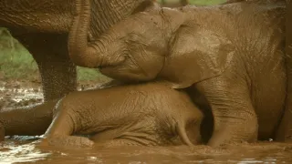 Zázračná planeta: Serengeti III (6/6)