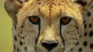 Zázračná planeta: Serengeti III (6/6)