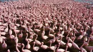 Zázračná planeta: Serengeti III (6/6)