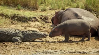 Zázračná planeta: Serengeti III (6/6)