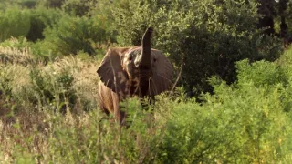 Zázračná planeta: Serengeti III (6/6)