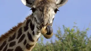 Zázračná planeta: Serengeti III (6/6)