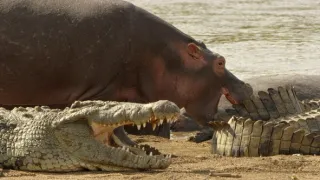 Zázračná planeta: Serengeti III (6/6)