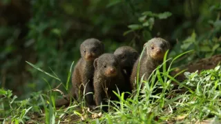 Zázračná planeta: Serengeti III (6/6)