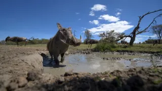 Zázračná planeta: Serengeti III (6/6)