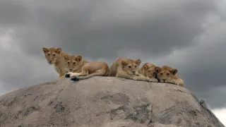 Zázračná planeta: Serengeti III (6/6)