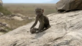 Zázračná planeta: Serengeti III (6/6)