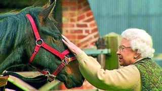 Všichni královnini koně (1/2)