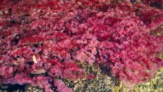 Posledné prírodné raje (3/6)