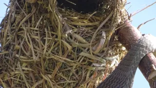 Nejnebezpečnější hadi světa (1)