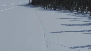 Znovuzrozená divočina Skalnatých hor: Od Yellowstonu k Yukonu (4/4)