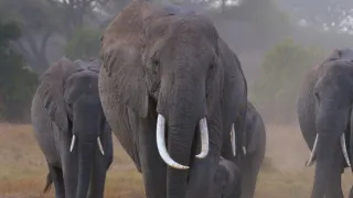 Zvířecí demokracie (2/2)