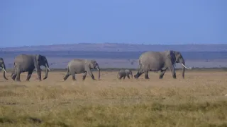 Zvířecí demokracie (2/2)