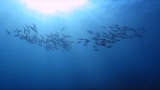 Zvířecí demokracie (2/2)