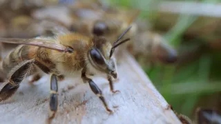 Zvířecí demokracie (2/2)