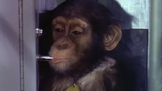 Šimpanz Ham astronautem