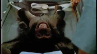 Šimpanz Ham astronautem