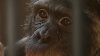 Šimpanz Ham astronautem