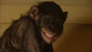 Šimpanz Ham astronautem