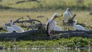 Africký vodní svět (6)